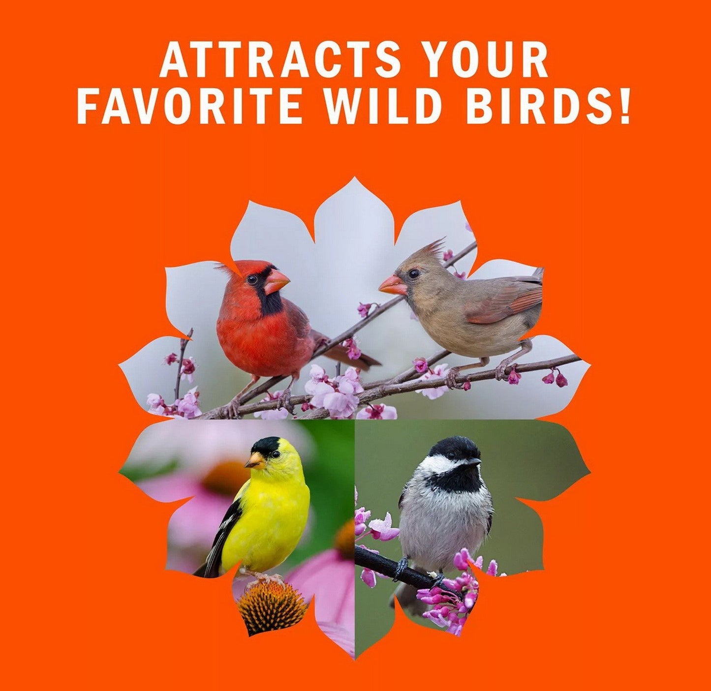 High Energy Blend Wild Bird Food Premium Mix of Seeds & Nuts 15 30 or 45 lbs